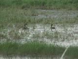 Crex Meadows: Burnett County, Wisconsin.