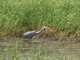 Crex Meadows: Burnett County, Wisconsin.