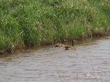 Crex Meadows: Burnett County, Wisconsin.