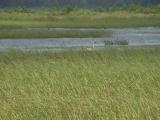 Crex Meadows: Burnett County, Wisconsin.