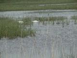 Crex Meadows: Burnett County, Wisconsin.