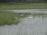 Crex Meadows: Burnett County, Wisconsin.