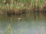 Crex Meadows: Burnett County, Wisconsin.