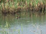 Crex Meadows: Burnett County, Wisconsin.
